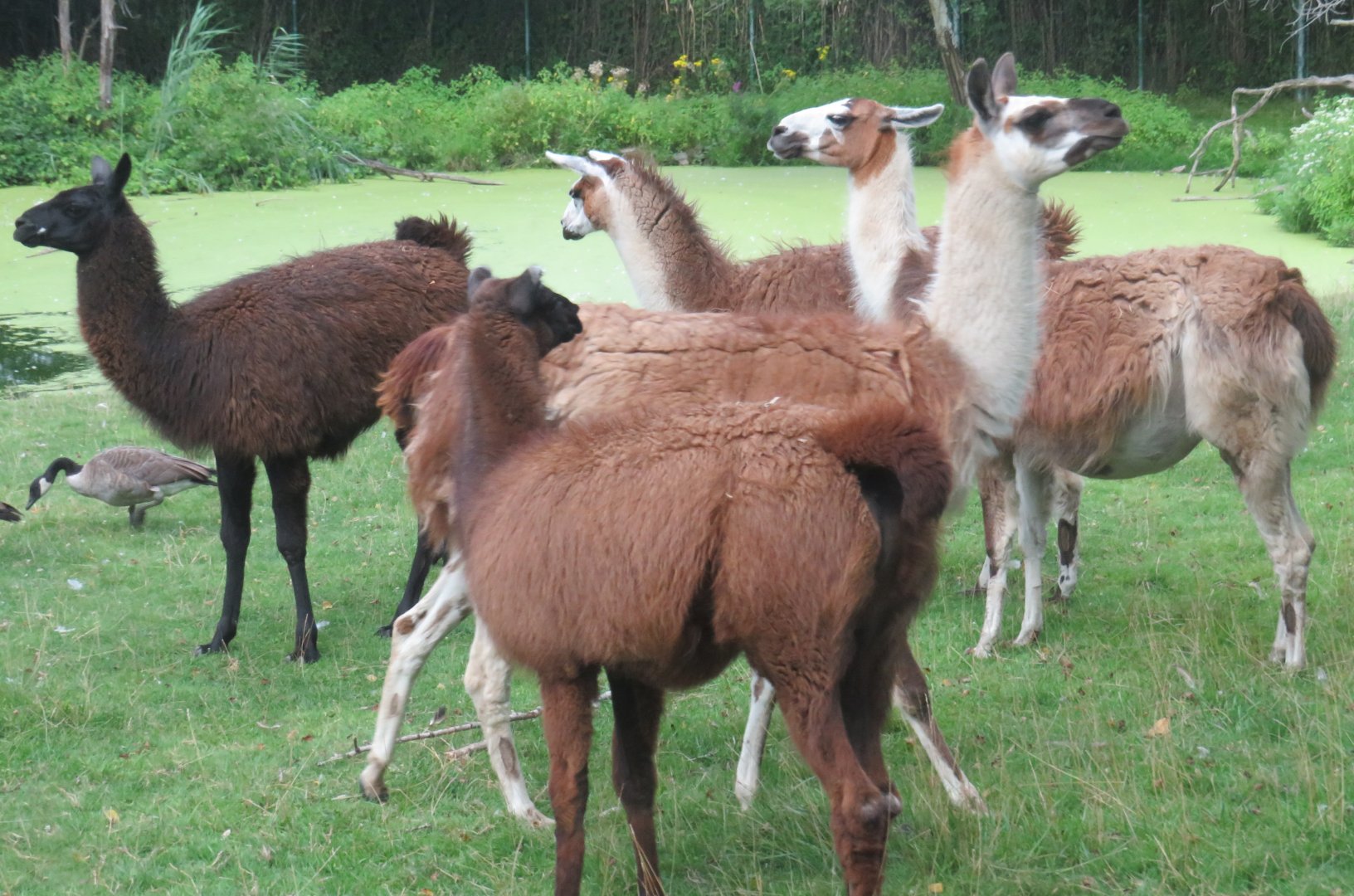 Llamas
