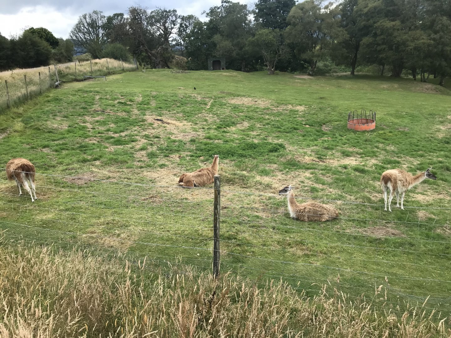 Llamas