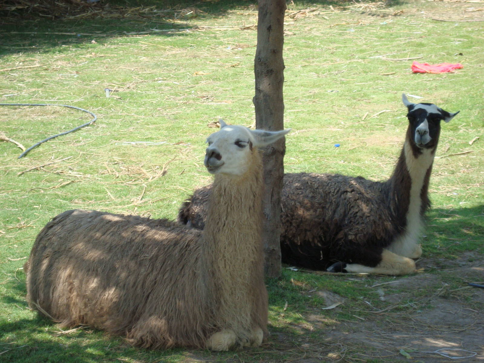 Llamas