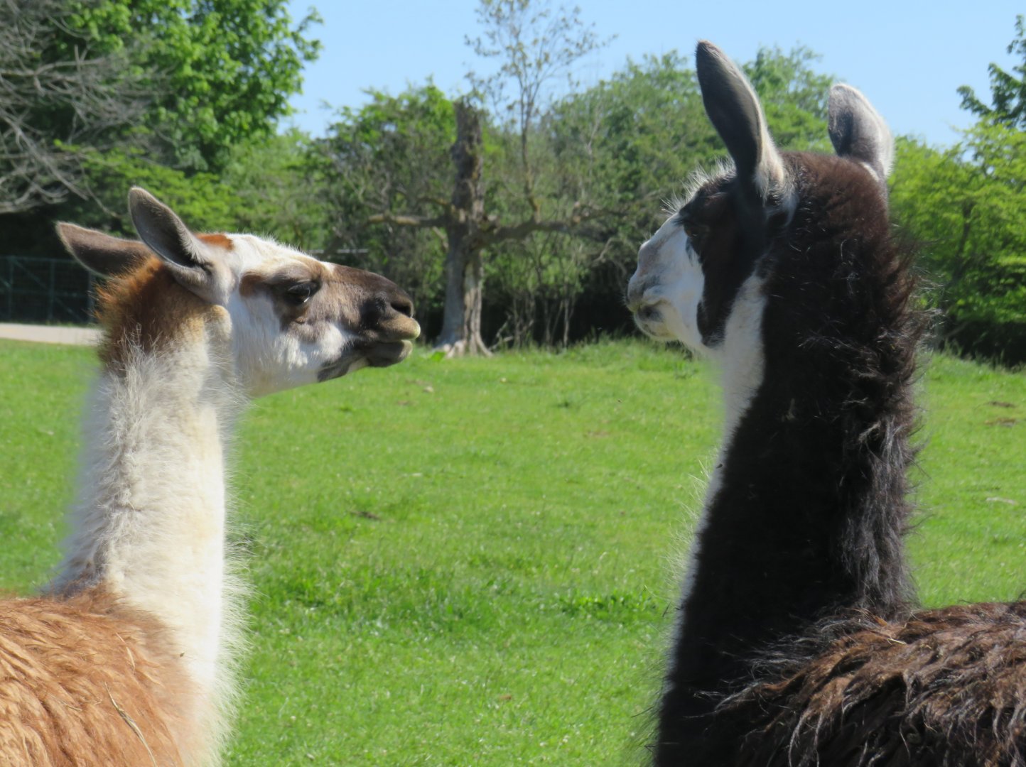 Llamas