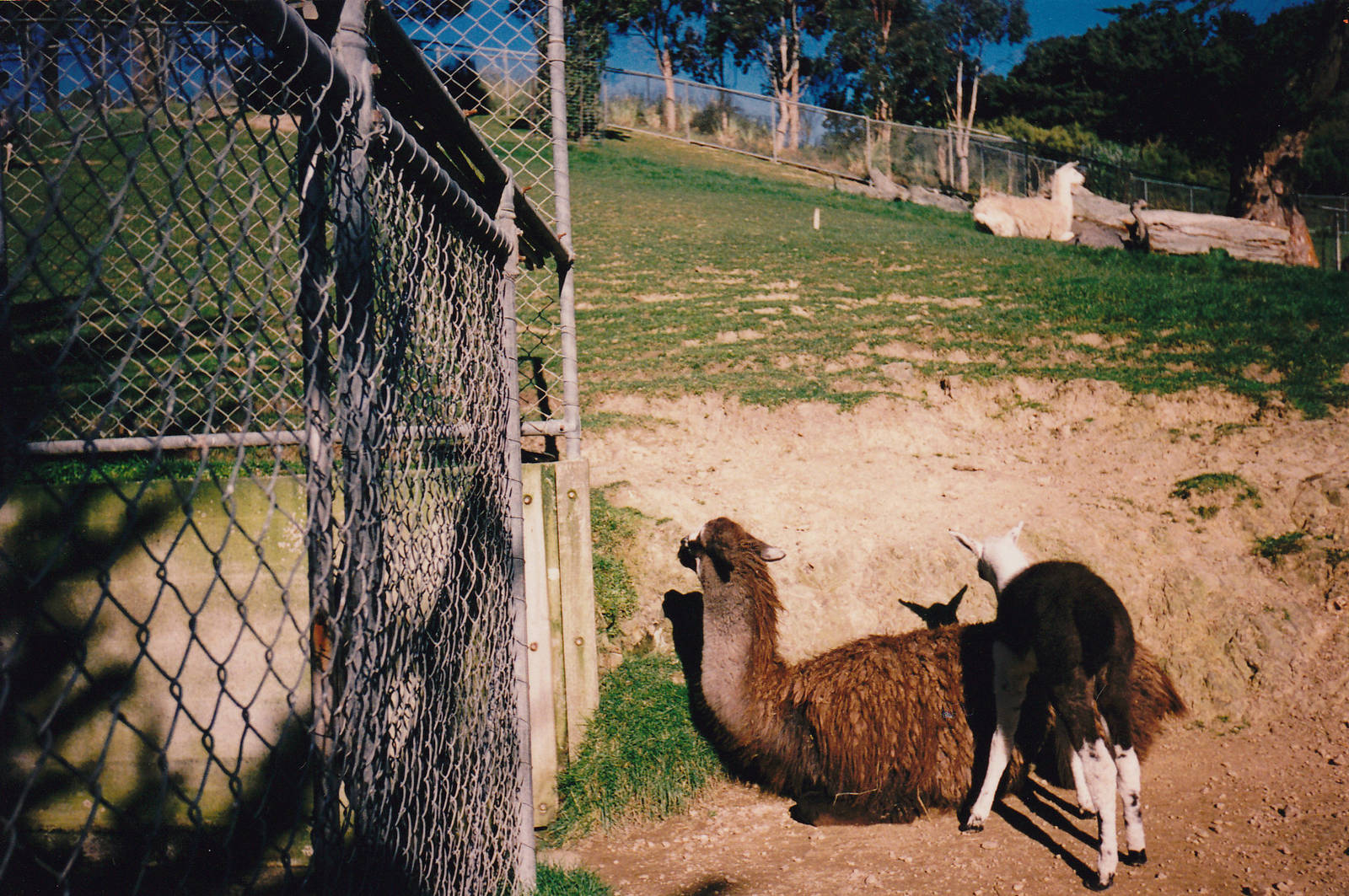 llamas