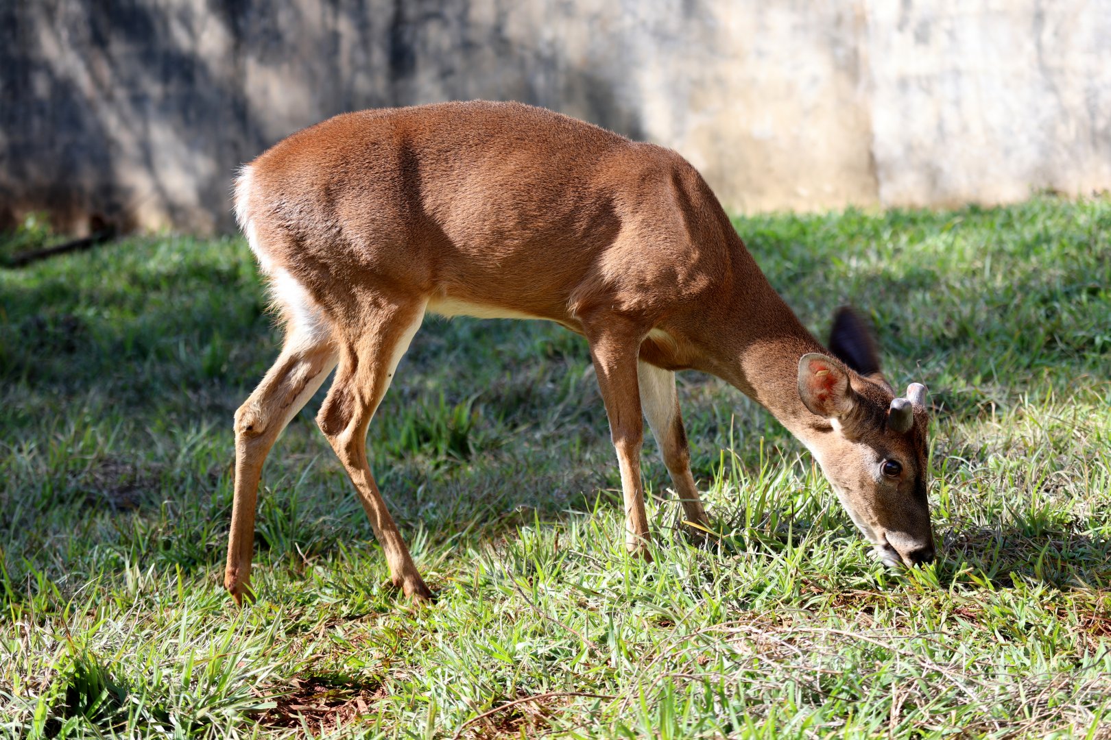 Llanos White-tailed Deer (Odocoileus virginianus cariacou)