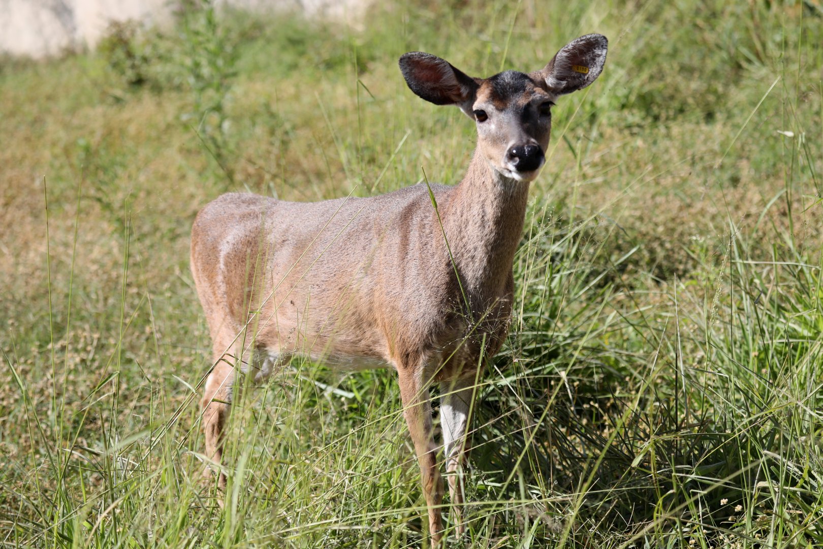 Llanos White-tailed Deer (Odocoileus virginianus cariacou)