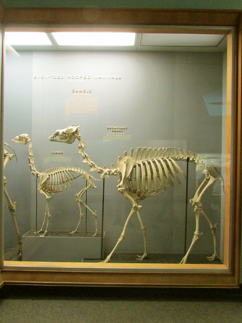 Lllama & Dromedary Camel Skeleton