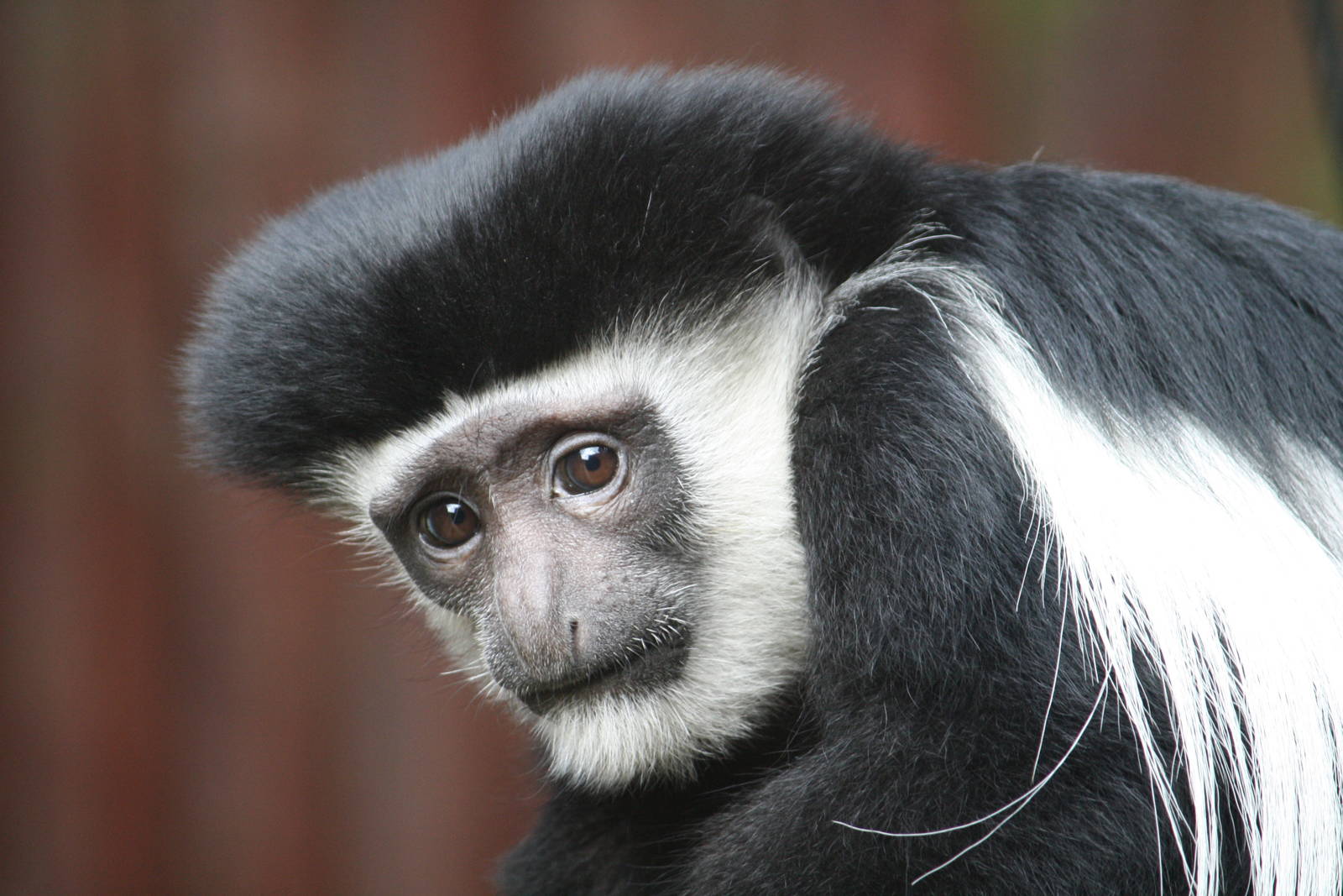 Lloyd colobus monkey - 14 March 2010
