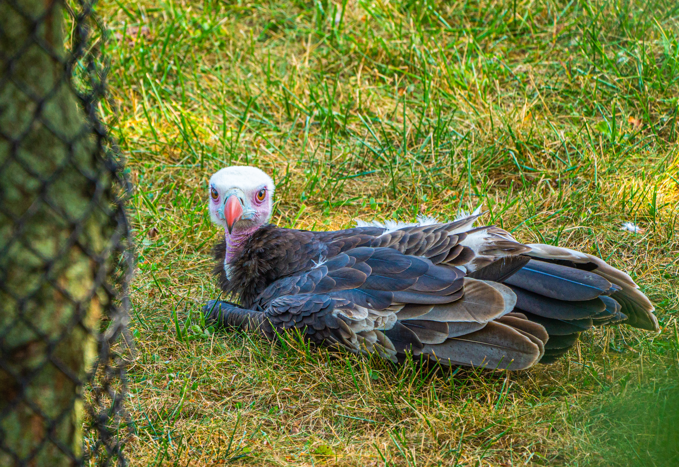 Lloyd the male White-headed Vulture