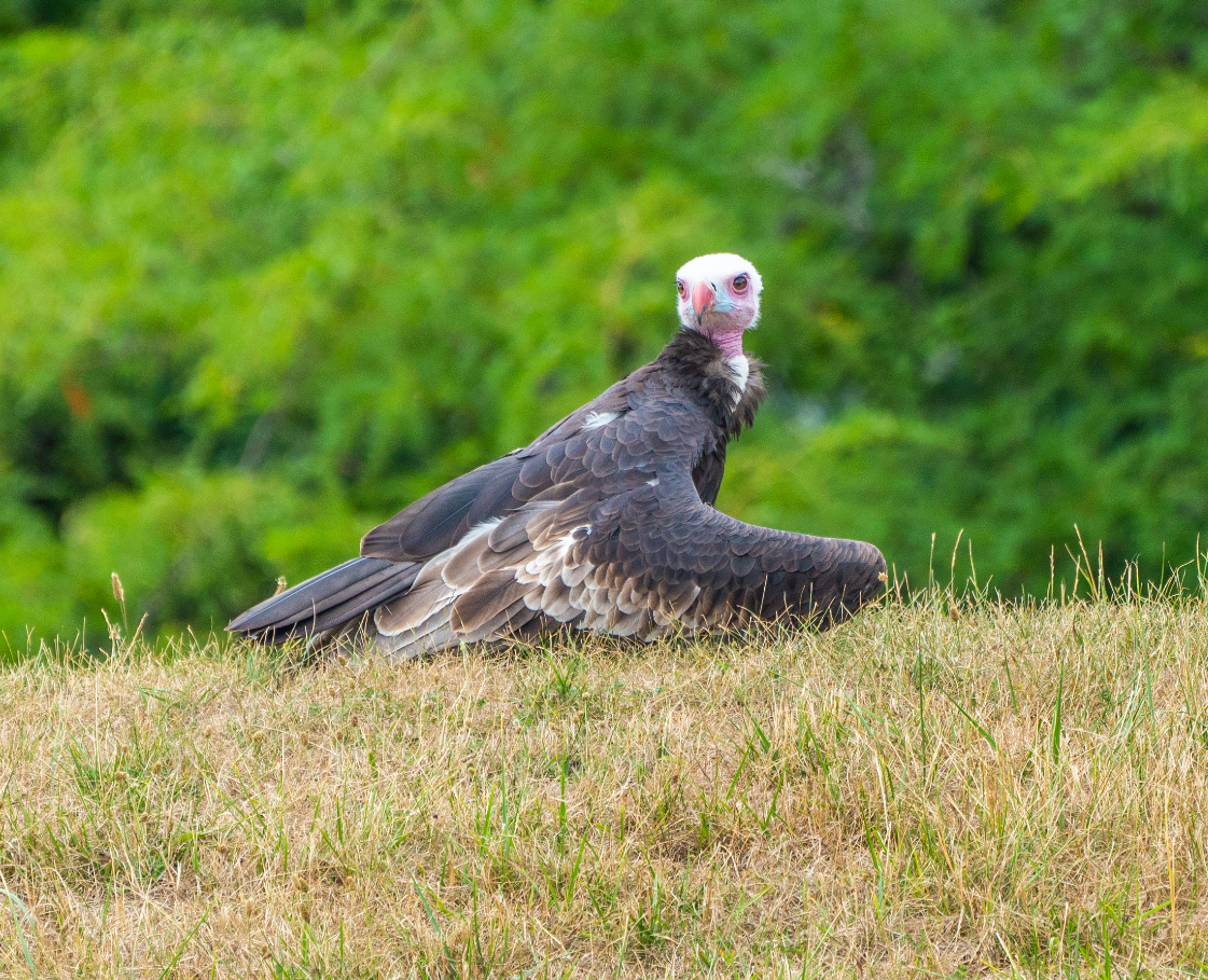 Lloyd the White-headed Vulture