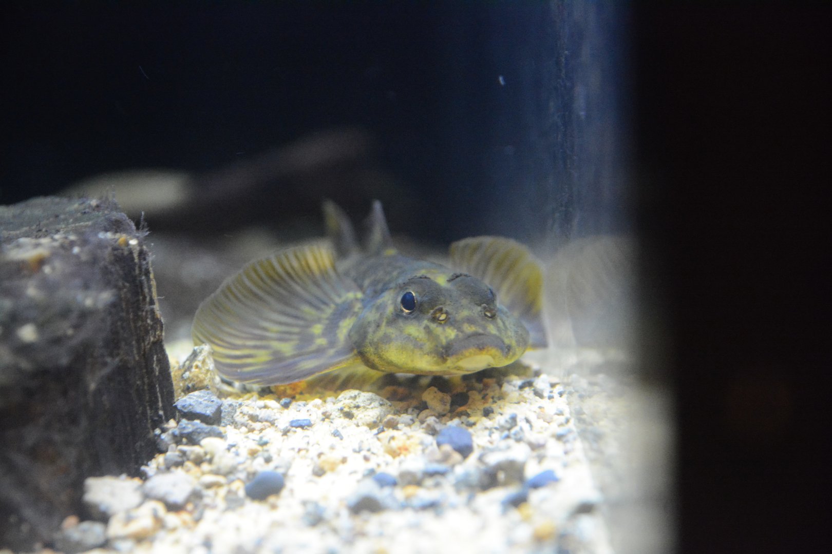 Loach goby (Rhyacichthys aspro)