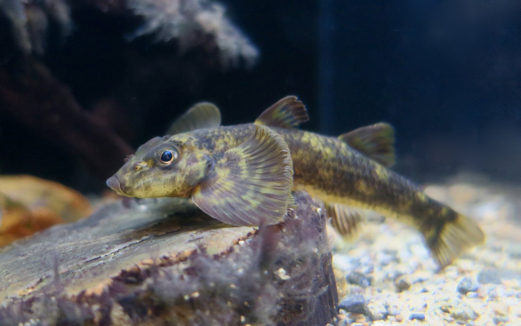 Loach Goby (Rhyacichthys aspro)