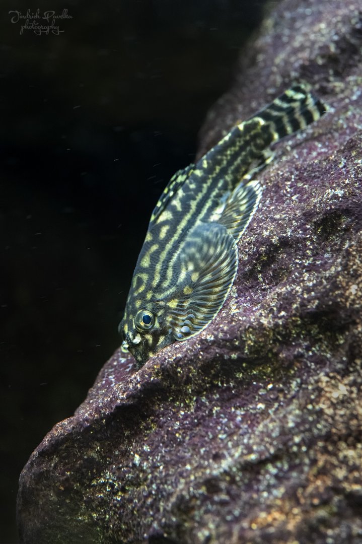 Loach ID - Stanice přírodovědců Praha (Sewellia lineolata?)