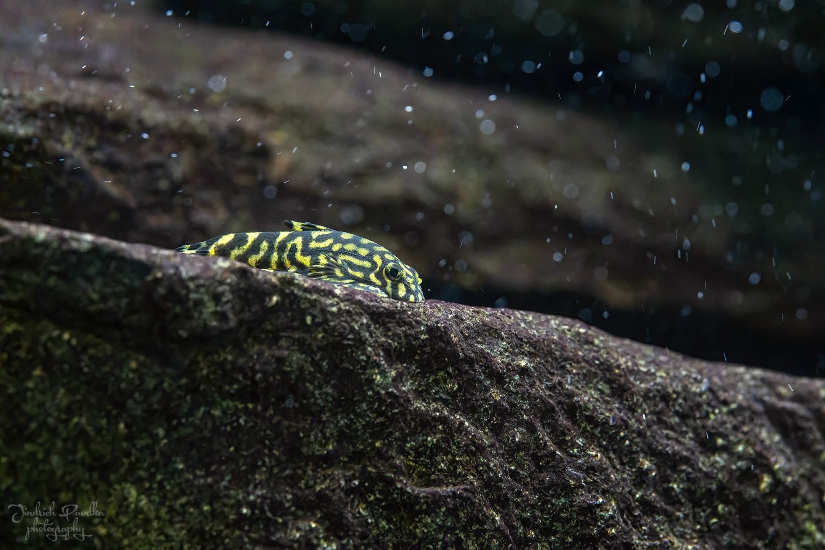 Loach ID - Stanice přírodovědců Praha