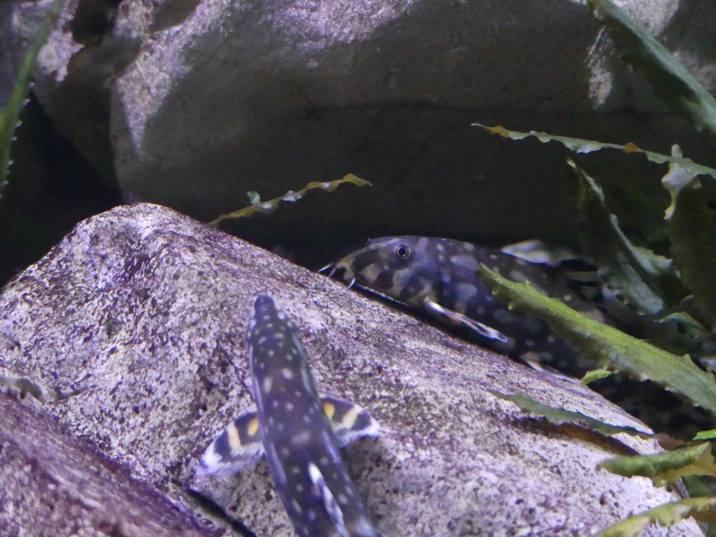 Loach ID - taken at Chester Zoo on 19.02.25
