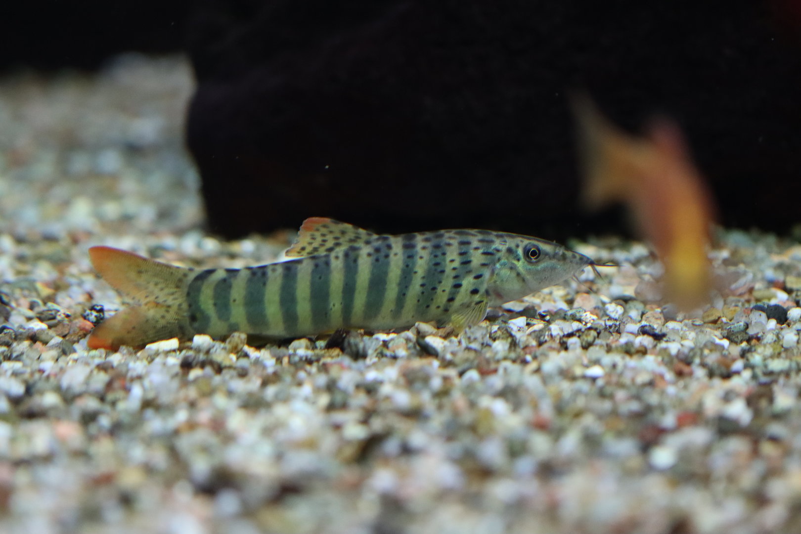 Loach ID