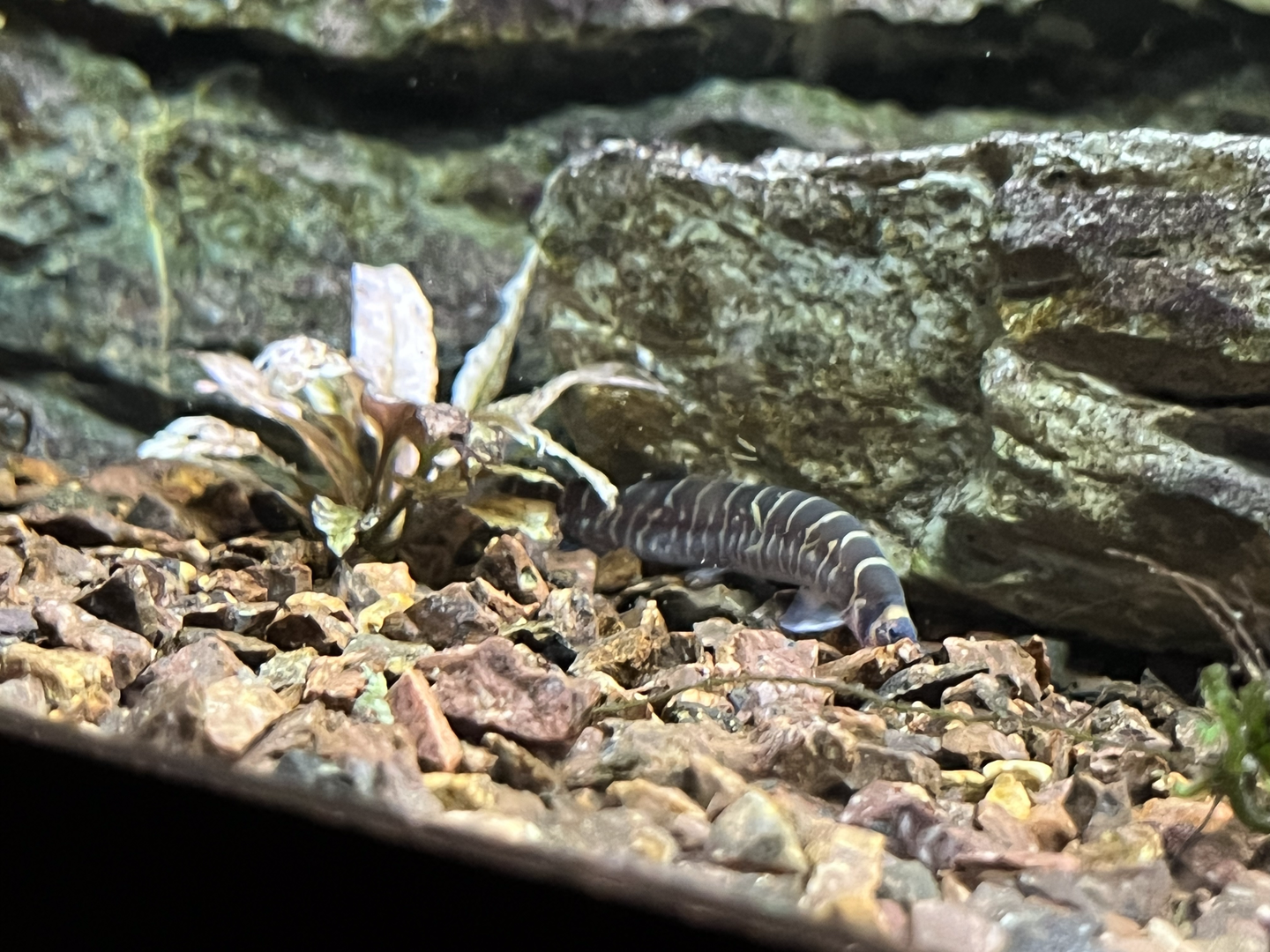 Loach ID