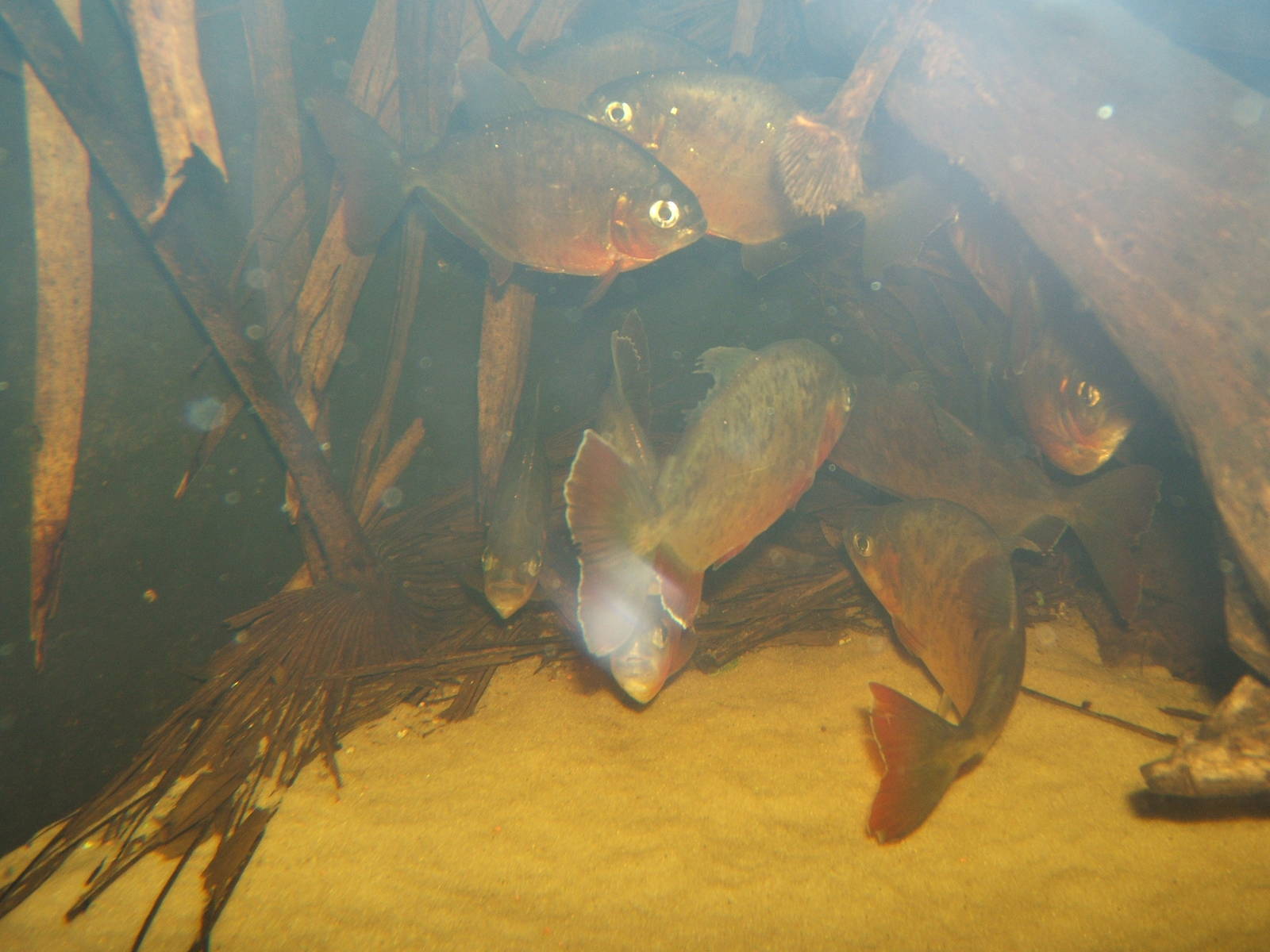 Lobe-toothed Piranha (Pygoprislis denticulata)