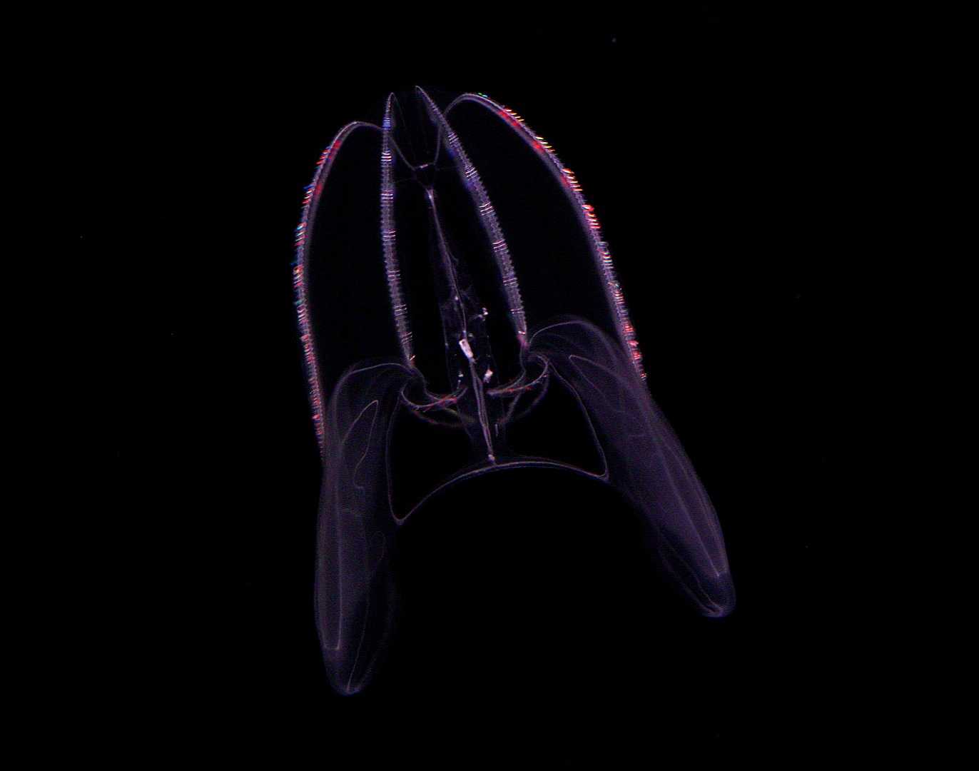 Lobed Comb Jelly // Into the Deep