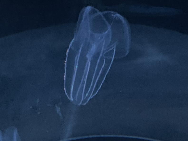 Lobed comb jelly