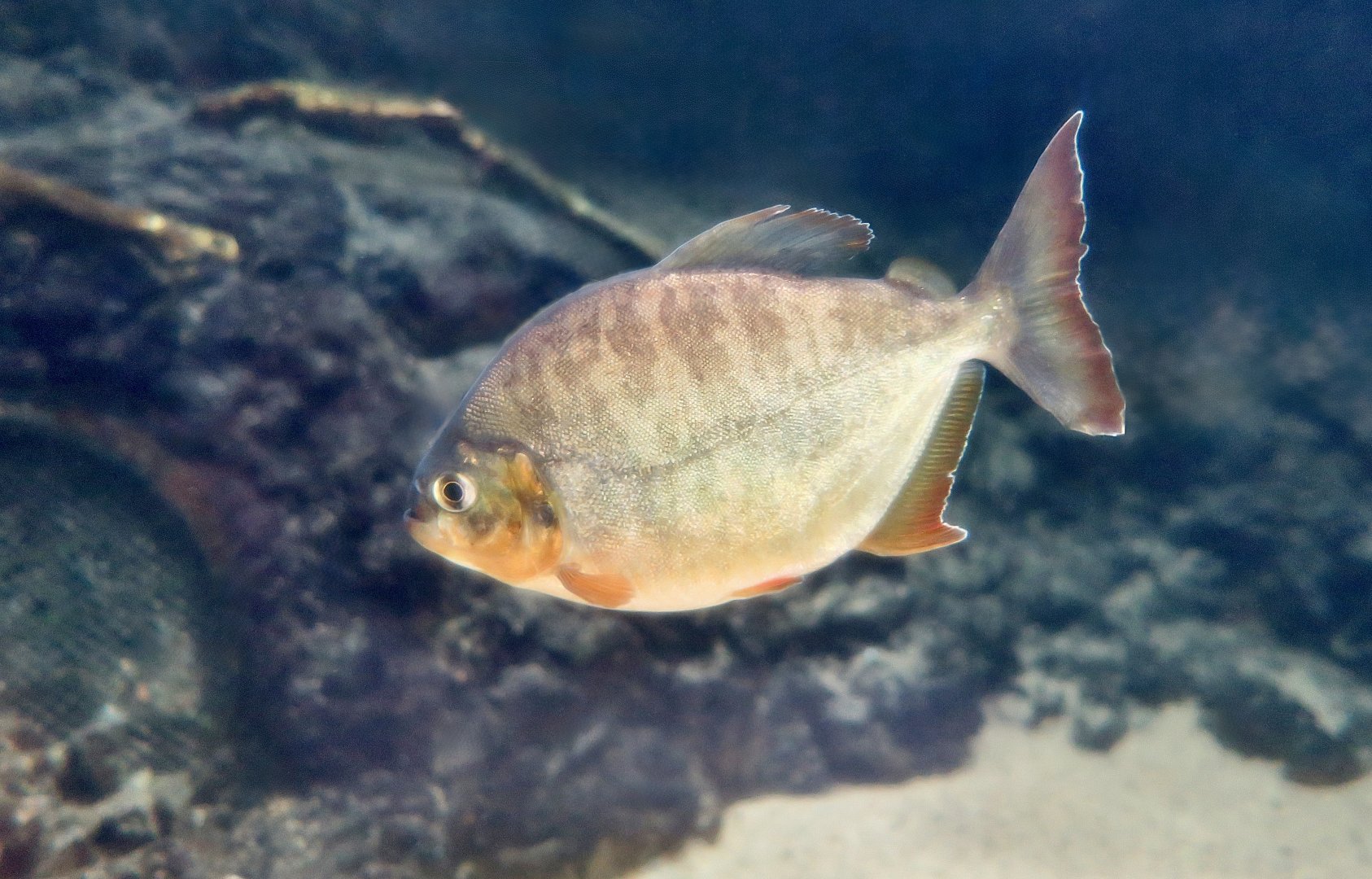 Lobetooth Piranha (Pygopristis denticulata)