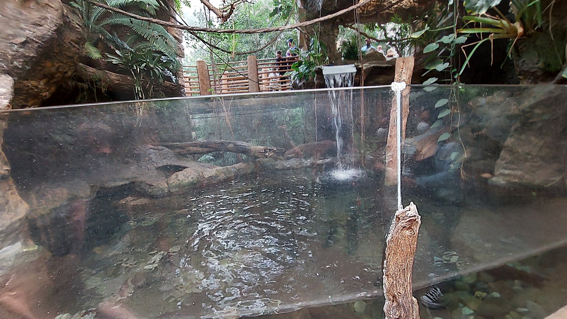 Lobo Del Rio- Giant Otter enclosure