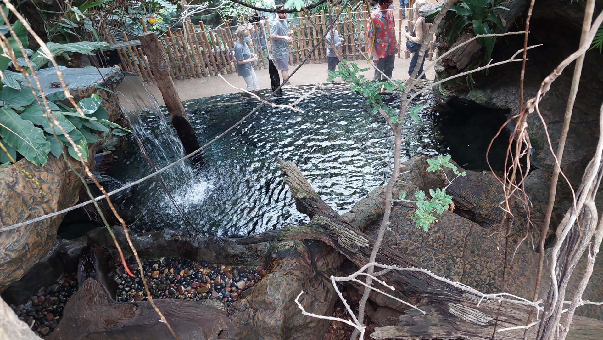 Lobo del rio- Giant Otter exhibit