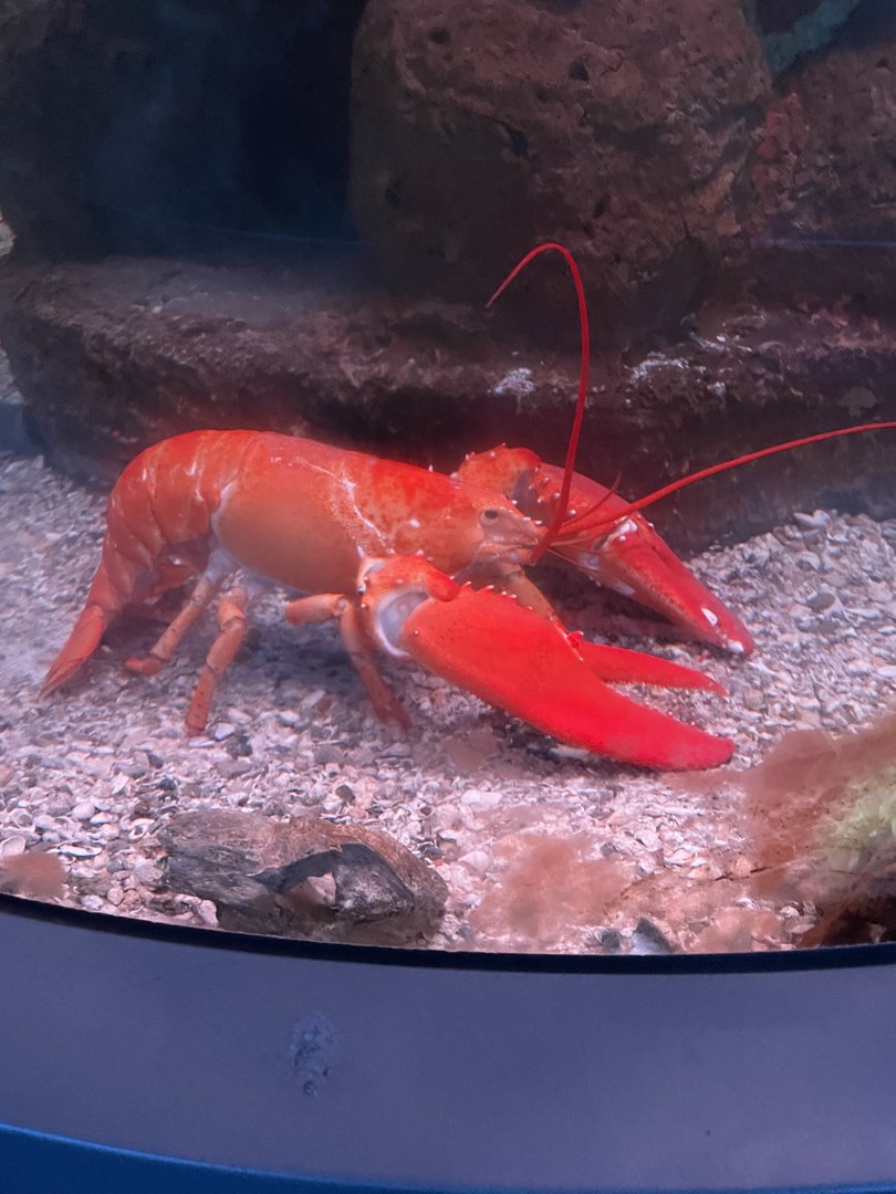 Lobster (8/14/21)