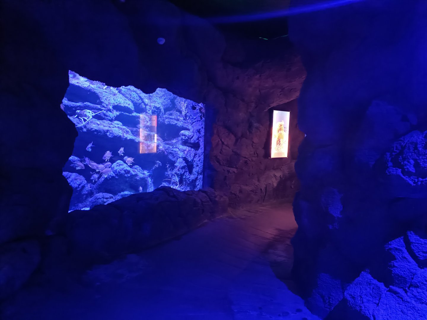 Lobster and Anthias anthias exhibit - Centro de visitantes Ses Salines