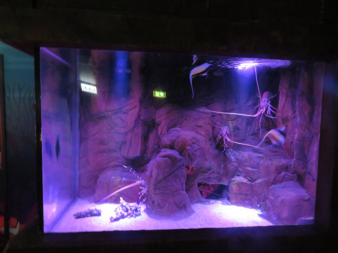 Lobster and Crayfish Tank