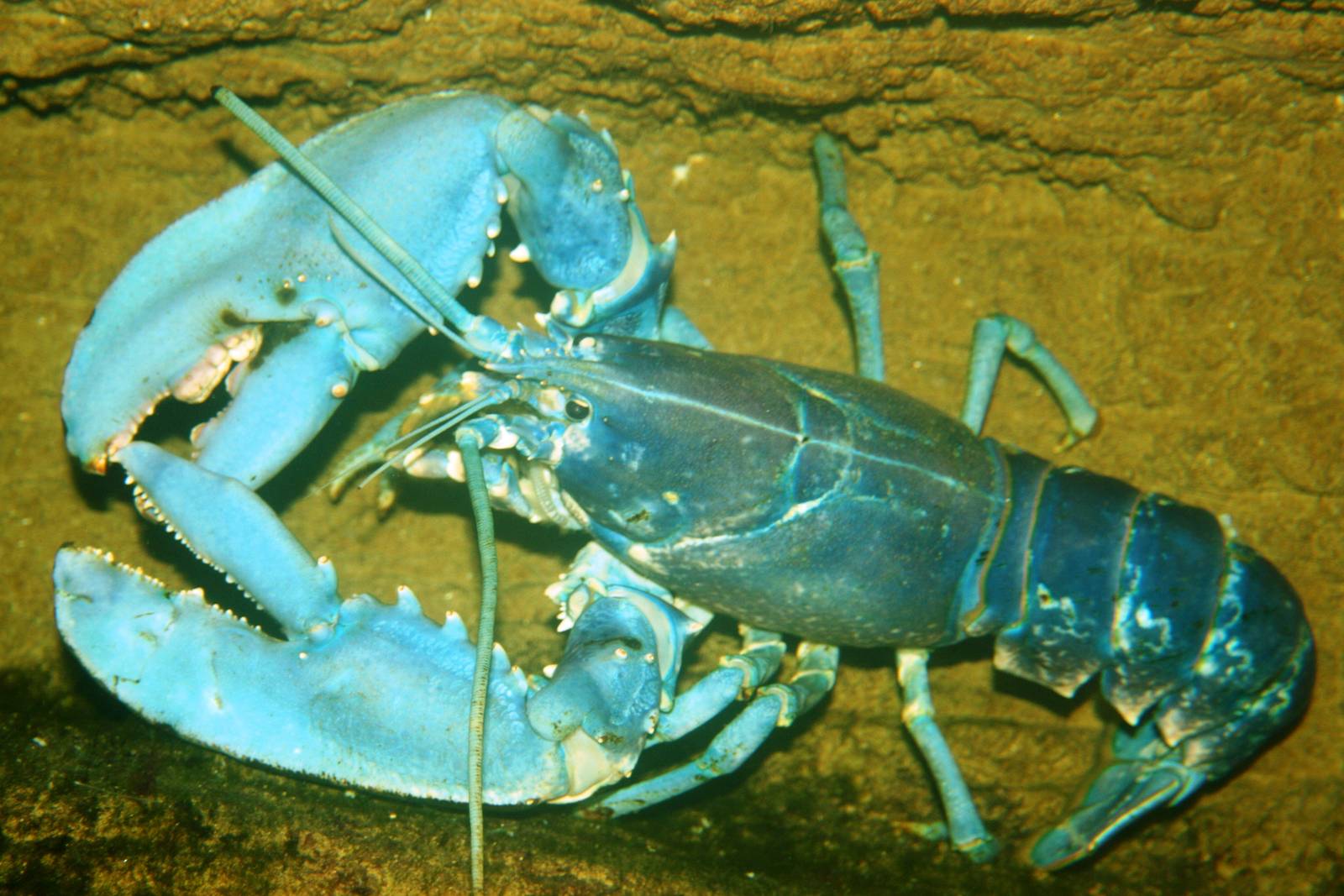 Lobster; Antwerp Zoo Aquarium; 12th May 2010