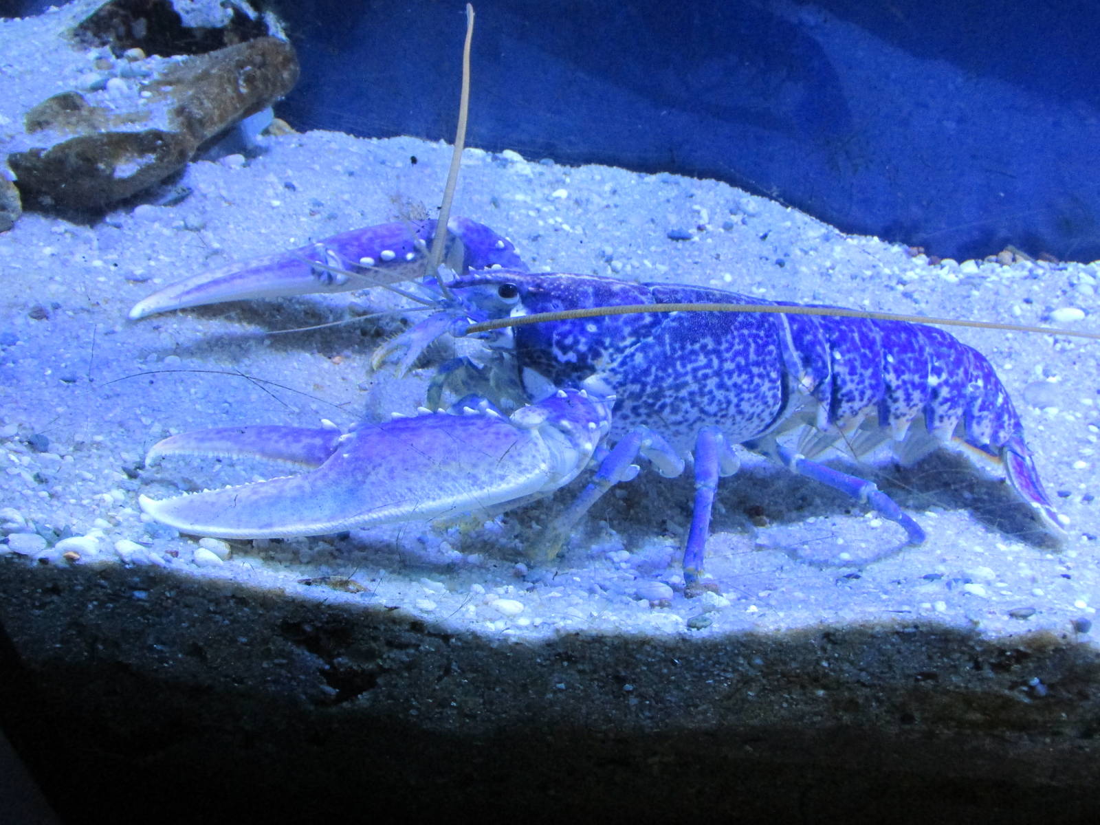 lobster barcelona aquarium