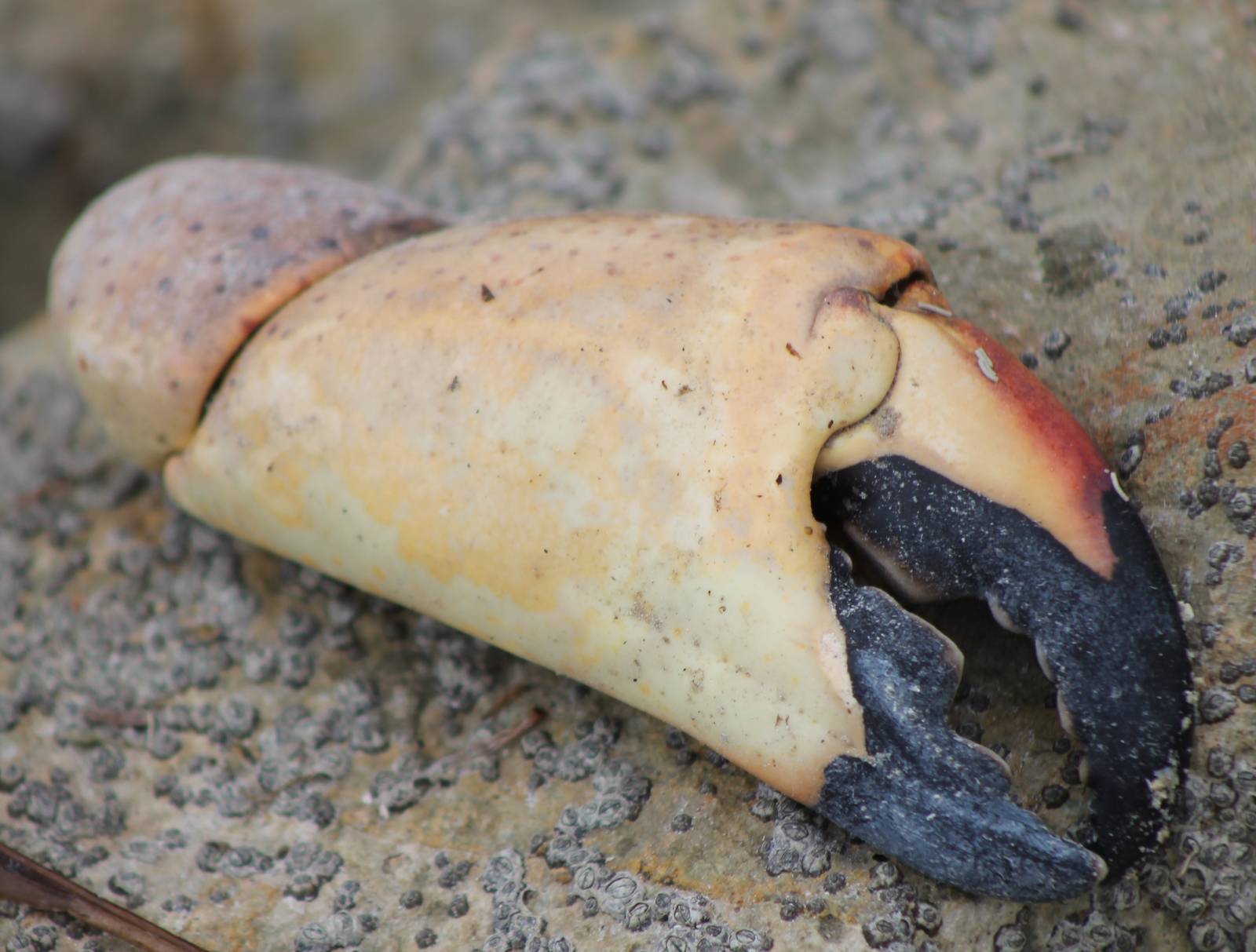 Lobster claw