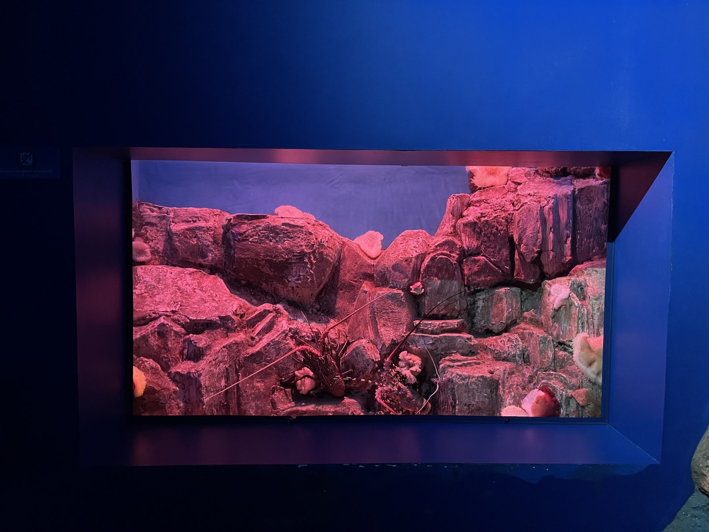 lobster exhibit - BX Sea