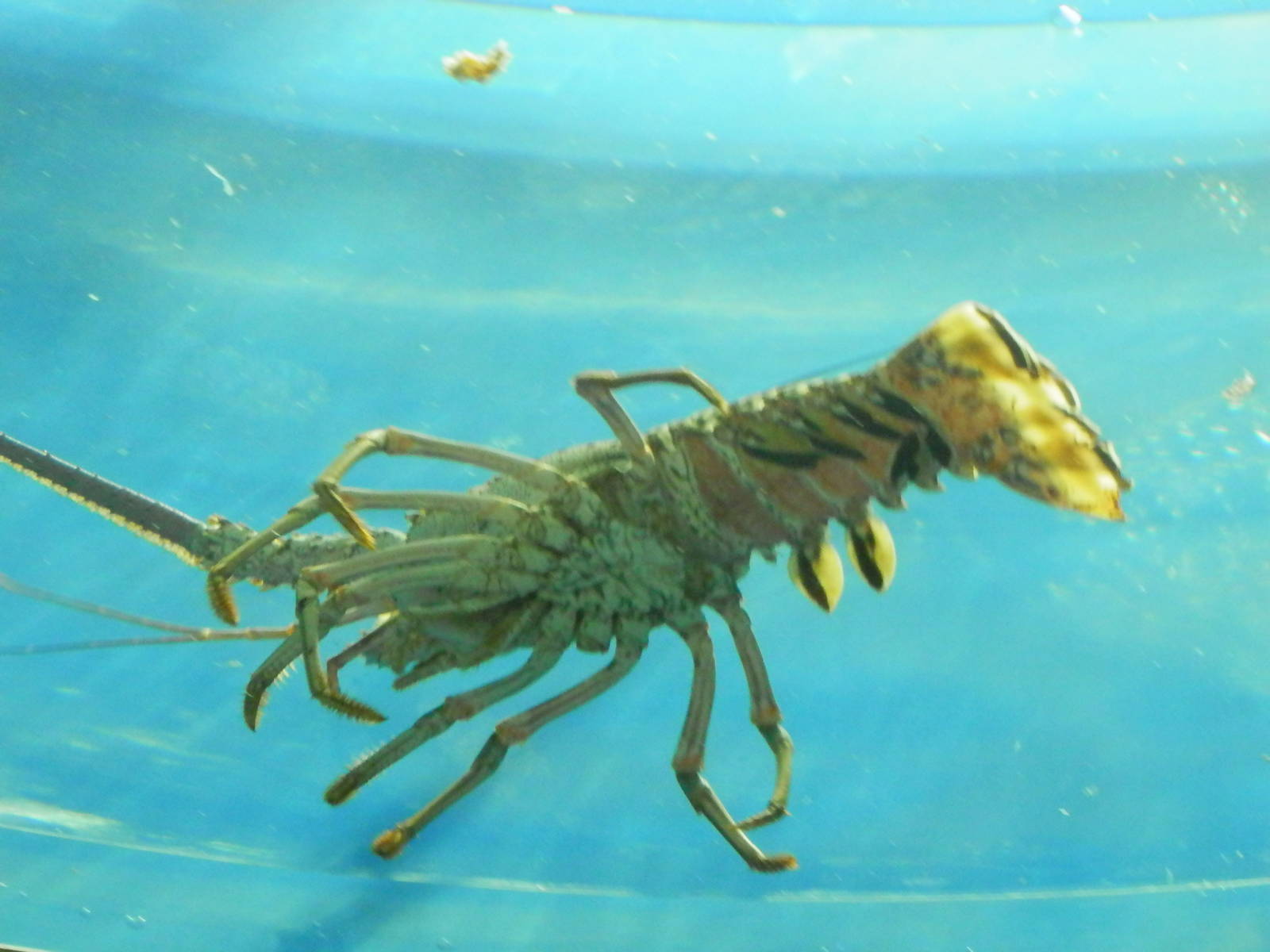 Lobster from below, by the wall