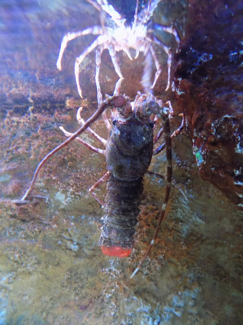 Lobster? ID - Mořský svět (Sea world) Praha - 2015