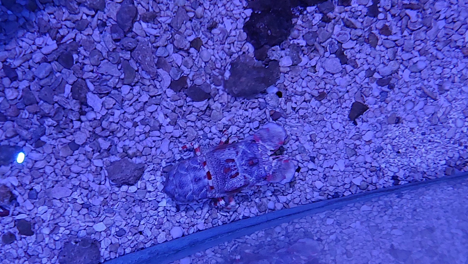 Lobster ID
