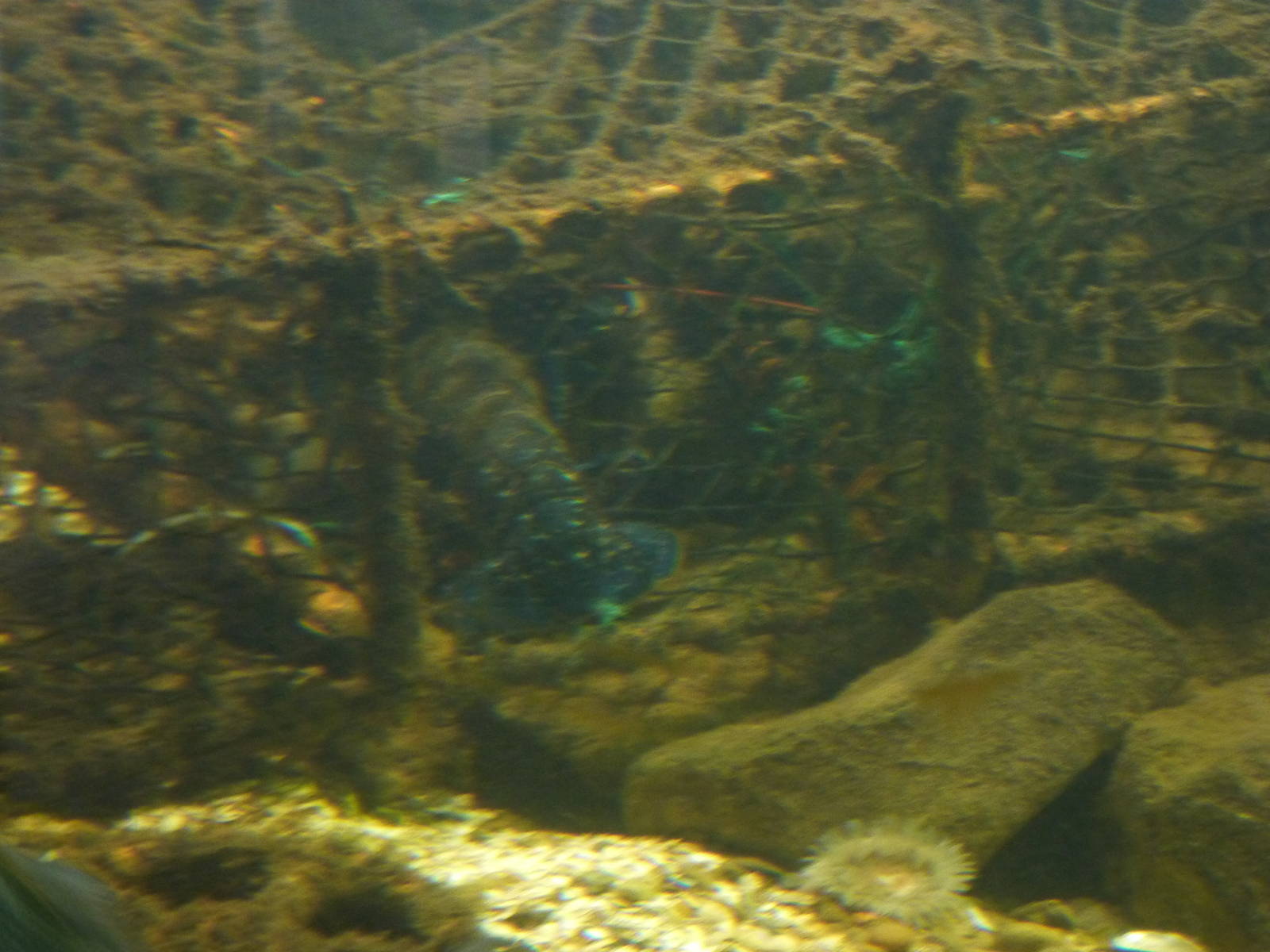 Lobster in the trap - 24th August 2012