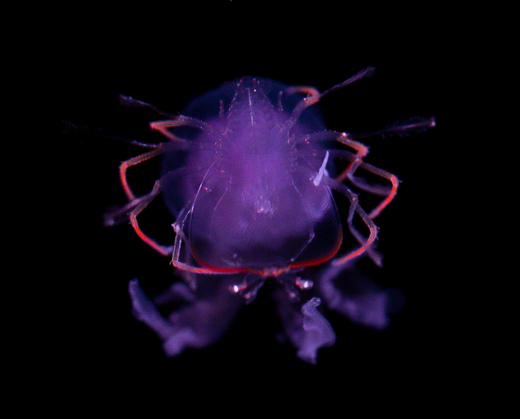 Lobster Larvae (Phyllosoma) riding Mauve Stinger // Into the Deep