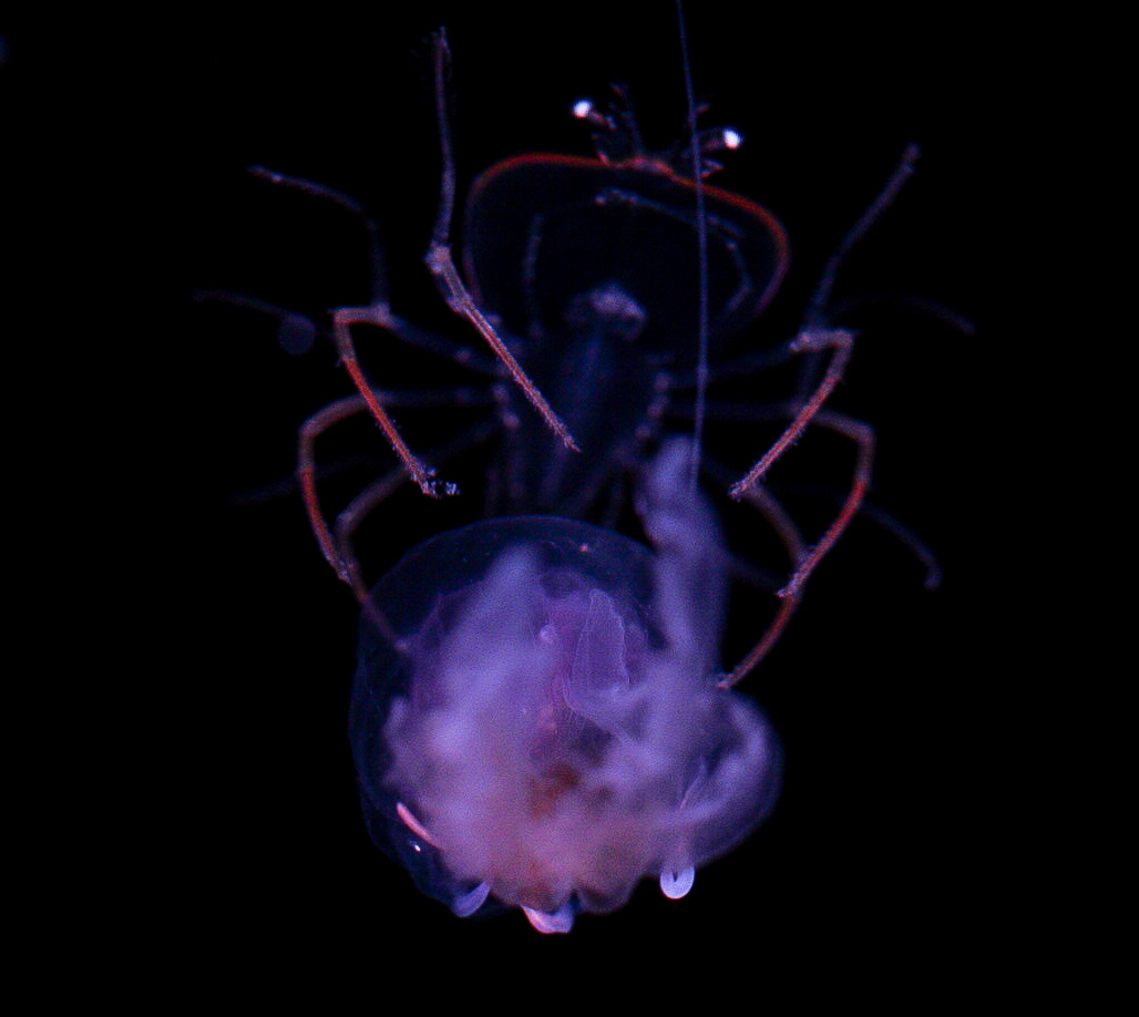 Lobster Larvae (Phyllosoma) riding Mauve Stinger // Into the Deep