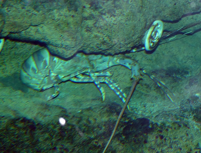 Lobster (Panulirus sp.) for ID please!