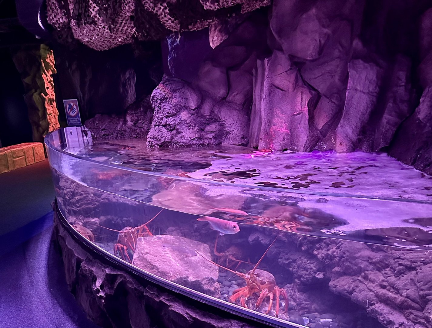 Lobster Pool