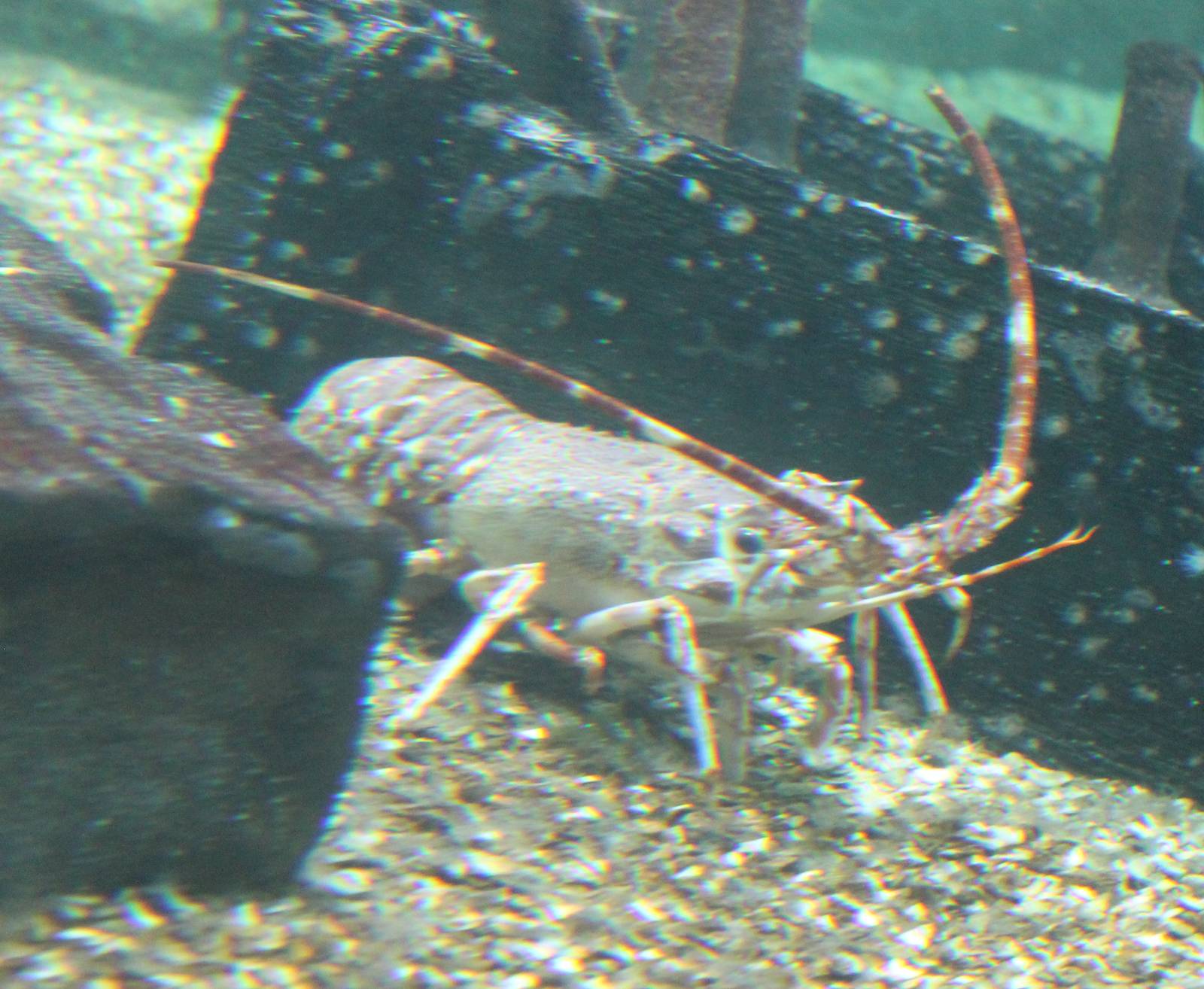 Lobster species