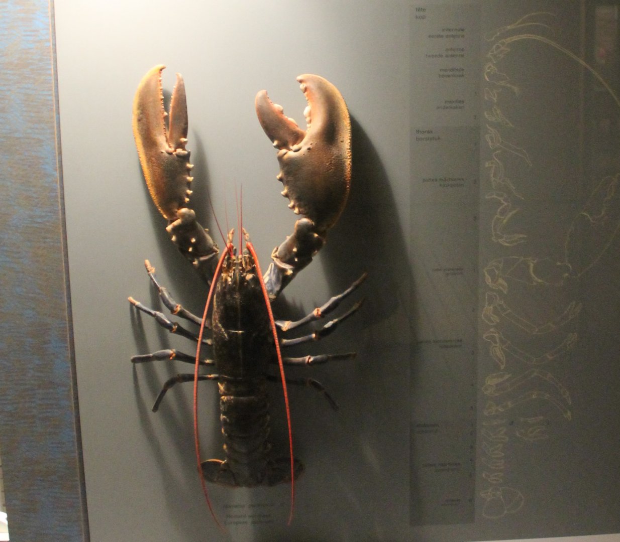 Lobster-species