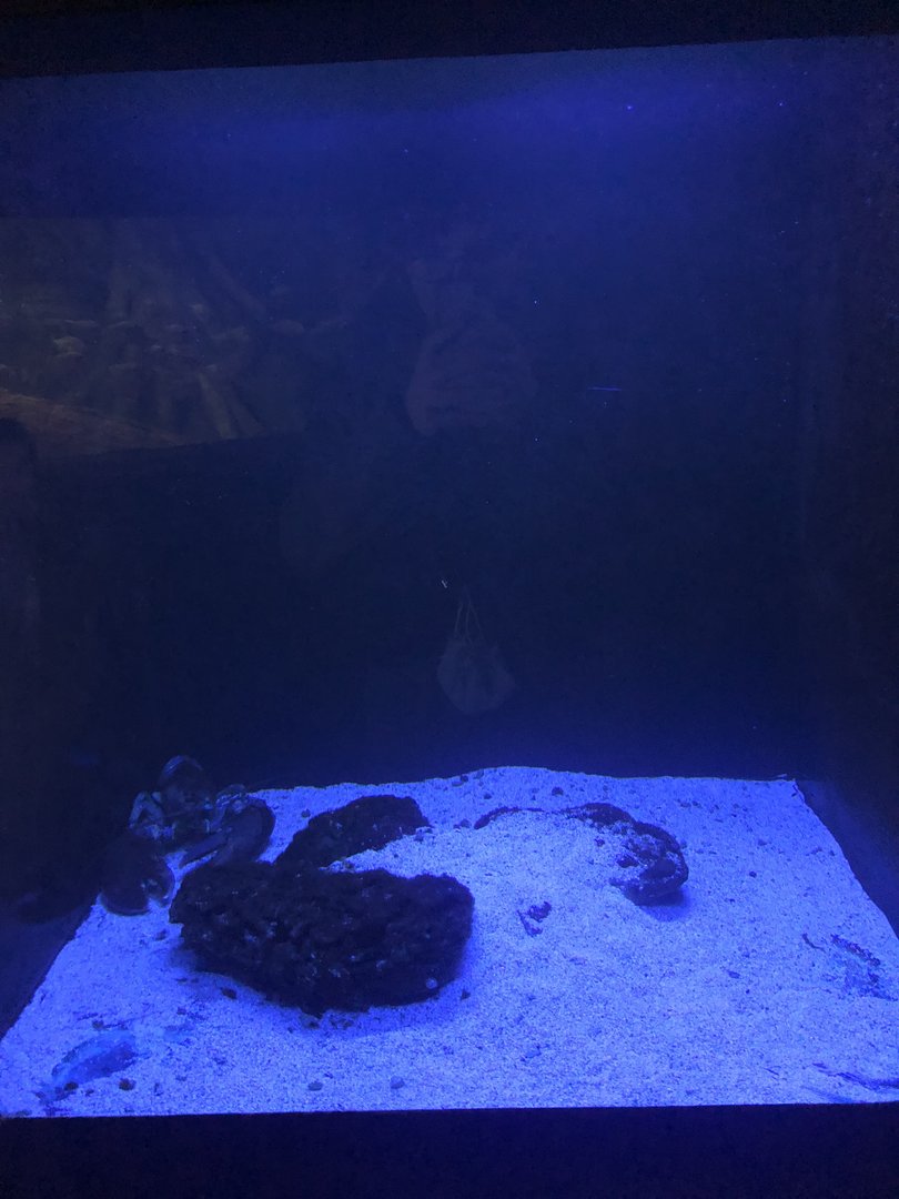 Lobster Tank at Aqua Vega