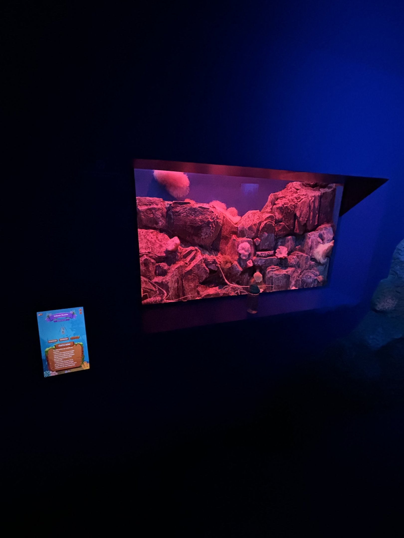 Lobster Tank - BXSea Aquarium