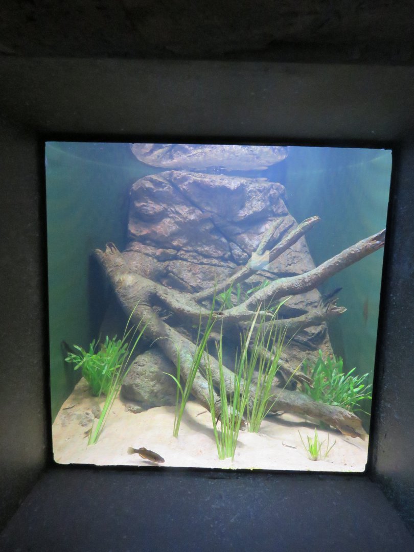 Lobster tank example