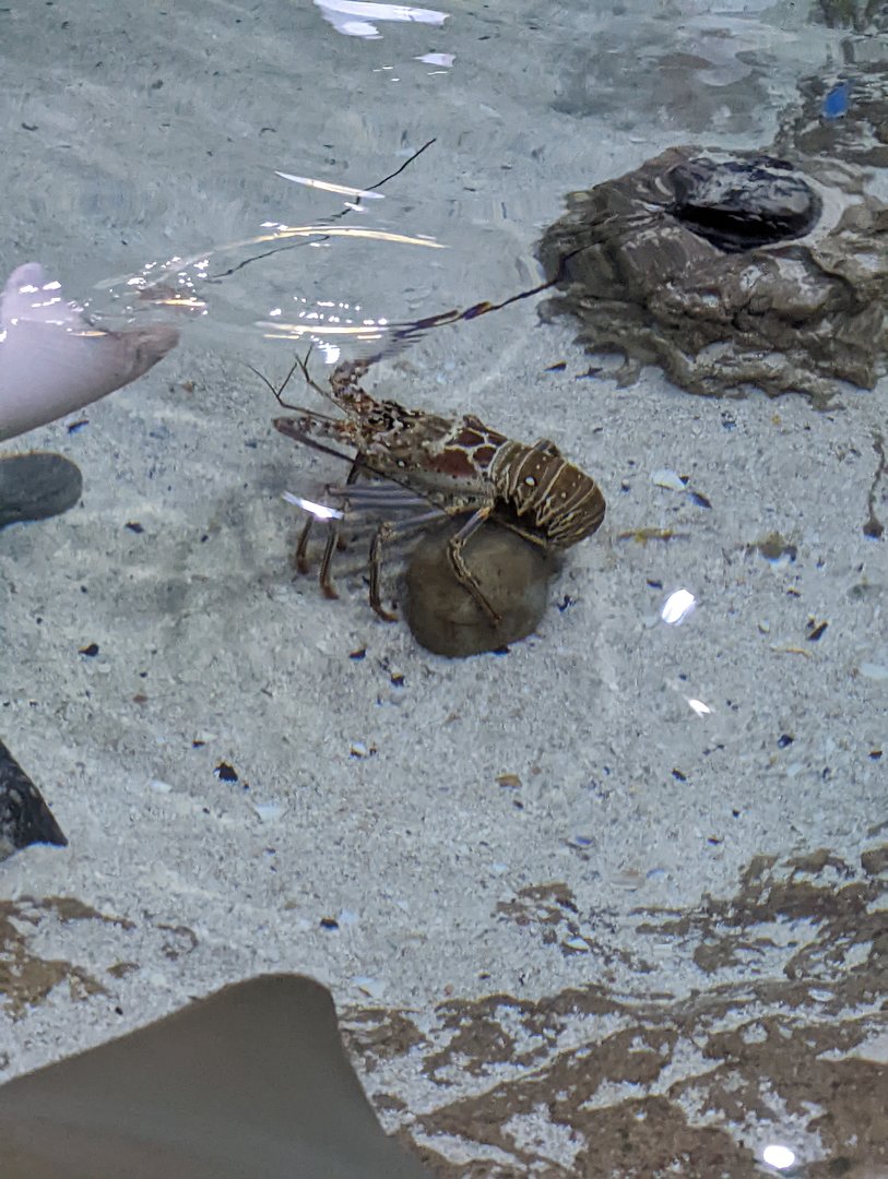 Lobster that is now in the touch tank