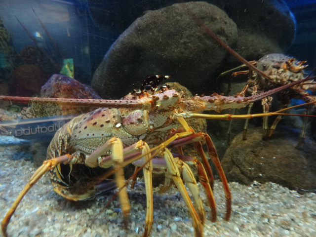 Lobster - Ubatuba aquarium (2014)