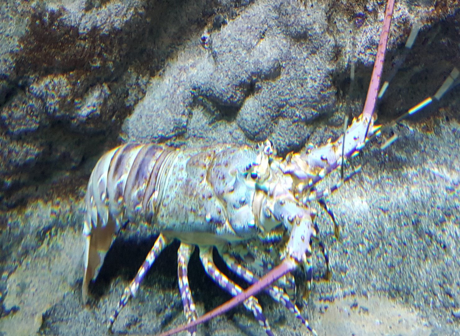 Lobster