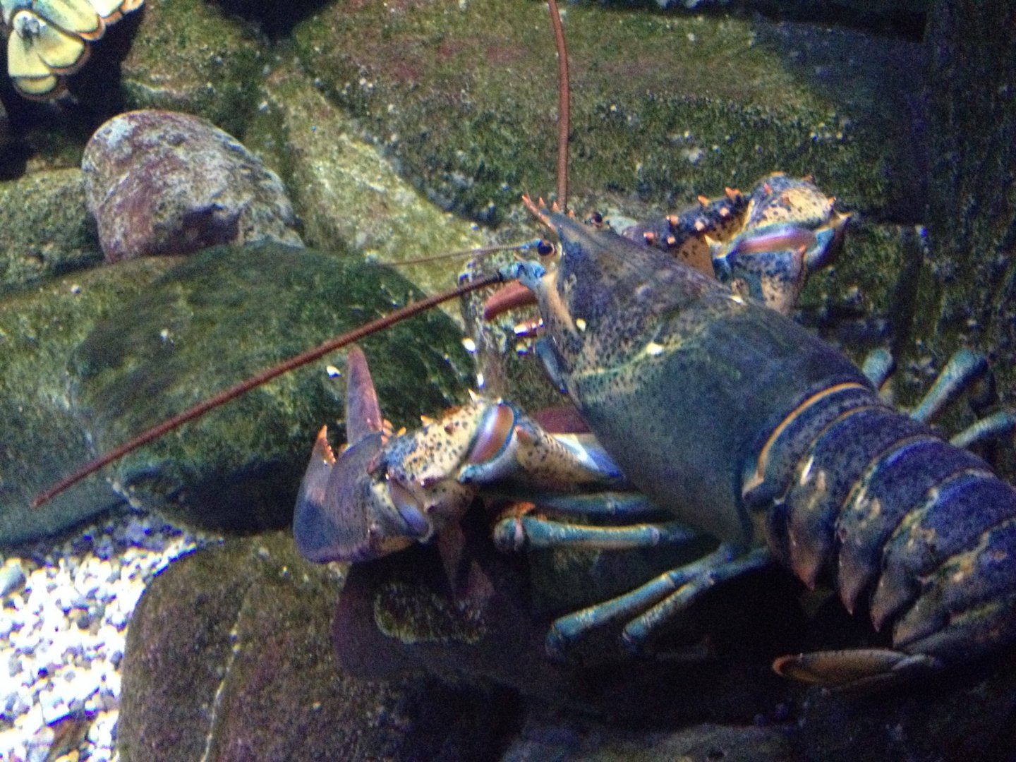 Lobster