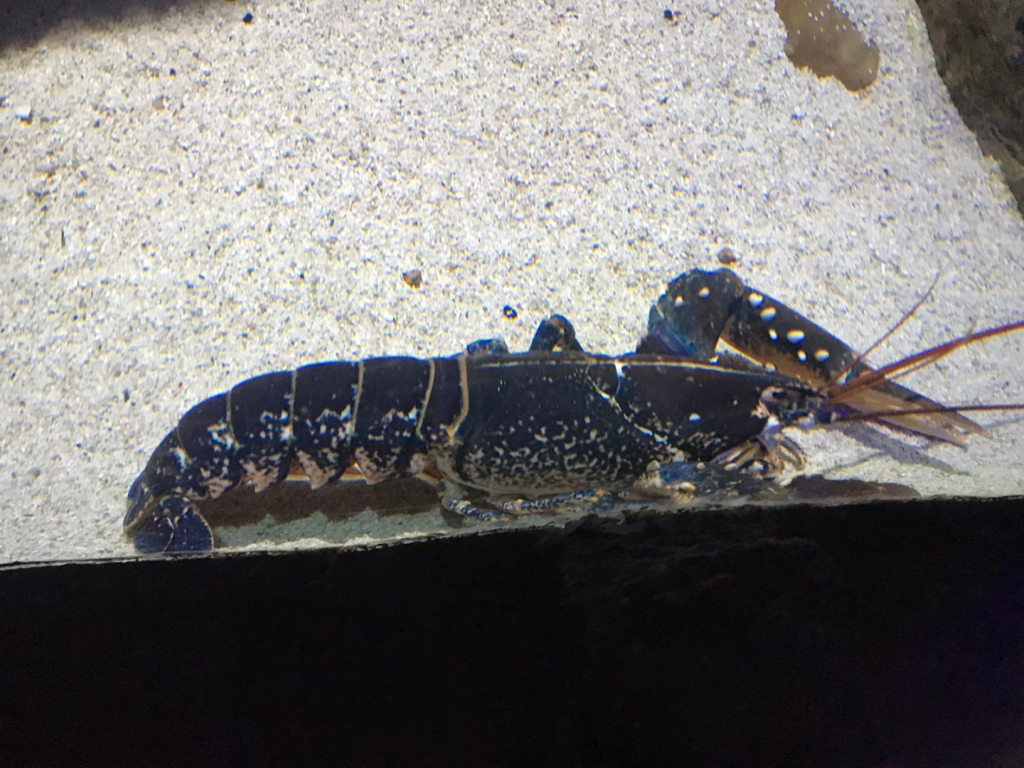 Lobster