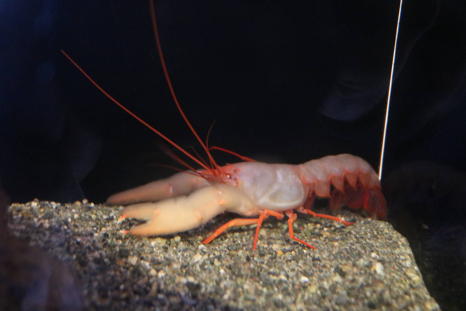 Lobsterette, February 2016